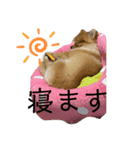 えりまきマメゾウちゃん（個別スタンプ：8）