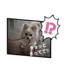 LUNA＆SEAのちょことだけ会話だワン～（個別スタンプ：3）