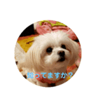 LUNA＆SEAのちょことだけ会話だワン～（個別スタンプ：8）