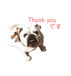 bulldog Hanako ありがとう編（個別スタンプ：1）