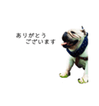 bulldog Hanako ありがとう編（個別スタンプ：2）