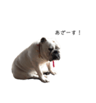 bulldog Hanako ありがとう編（個別スタンプ：4）