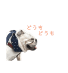 bulldog Hanako ありがとう編（個別スタンプ：5）