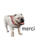 bulldog Hanako ありがとう編（個別スタンプ：6）
