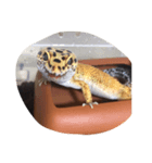 レオパのかよこ（個別スタンプ：3）