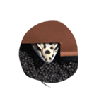 レオパのかよこ（個別スタンプ：4）