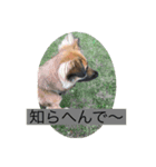 関西弁のふぅちゃん（個別スタンプ：5）