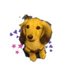 Dachshundpuppy1（個別スタンプ：1）
