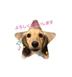 Dachshundpuppy1（個別スタンプ：2）