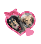 Dachshundpuppy1（個別スタンプ：3）