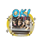 Dachshundpuppy1（個別スタンプ：4）