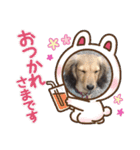 Dachshundpuppy1（個別スタンプ：5）