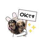 Dachshundpuppy1（個別スタンプ：6）