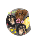 Dachshundpuppy1（個別スタンプ：7）