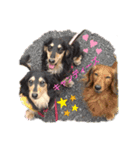 Dachshundpuppy1（個別スタンプ：8）