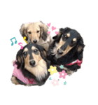 Dachshundpuppy1（個別スタンプ：9）