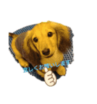 Dachshundpuppy1（個別スタンプ：10）