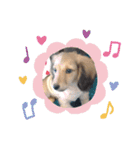 Dachshundpuppy1（個別スタンプ：11）