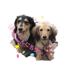 Dachshundpuppy1（個別スタンプ：12）