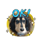 Dachshundpuppy1（個別スタンプ：13）