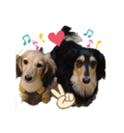 Dachshundpuppy1（個別スタンプ：14）
