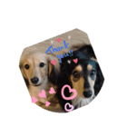 Dachshundpuppy1（個別スタンプ：15）