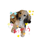 Dachshundpuppy1（個別スタンプ：16）