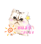 実写＊いつでも猫スタンプ敬語編＊日常会話（個別スタンプ：1）