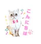 実写＊いつでも猫スタンプ敬語編＊日常会話（個別スタンプ：2）