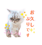 実写＊いつでも猫スタンプ敬語編＊日常会話（個別スタンプ：3）
