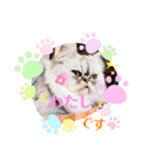 実写＊いつでも猫スタンプ敬語編＊日常会話（個別スタンプ：5）