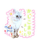 実写＊いつでも猫スタンプ敬語編＊日常会話（個別スタンプ：8）