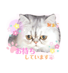 実写＊いつでも猫スタンプ敬語編＊日常会話（個別スタンプ：9）