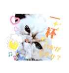 実写＊いつでも猫スタンプ敬語編＊日常会話（個別スタンプ：10）