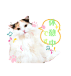 実写＊いつでも猫スタンプ敬語編＊日常会話（個別スタンプ：11）