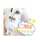 実写＊いつでも猫スタンプ敬語編＊日常会話（個別スタンプ：12）