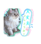 実写＊いつでも猫スタンプ敬語編＊日常会話（個別スタンプ：13）