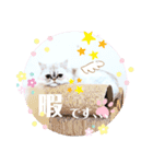 実写＊いつでも猫スタンプ敬語編＊日常会話（個別スタンプ：15）