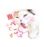 実写＊いつでも猫スタンプ敬語編＊日常会話（個別スタンプ：16）