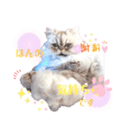 実写＊いつでも猫スタンプ敬語編＊日常会話（個別スタンプ：17）