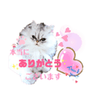 実写＊いつでも猫スタンプ敬語編＊日常会話（個別スタンプ：18）