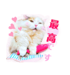 実写＊いつでも猫スタンプ敬語編＊日常会話（個別スタンプ：20）