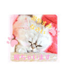 実写＊いつでも猫スタンプ敬語編＊日常会話（個別スタンプ：24）
