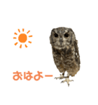 あうるすたんぷ（個別スタンプ：1）