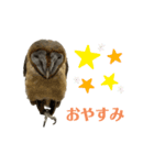 あうるすたんぷ（個別スタンプ：2）