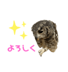 あうるすたんぷ（個別スタンプ：5）