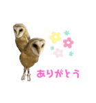 あうるすたんぷ（個別スタンプ：6）