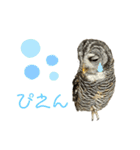 あうるすたんぷ（個別スタンプ：14）