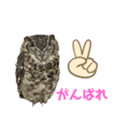 あうるすたんぷ（個別スタンプ：16）