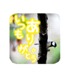 野鳥好きのためのスタンプ #01日常（個別スタンプ：1）